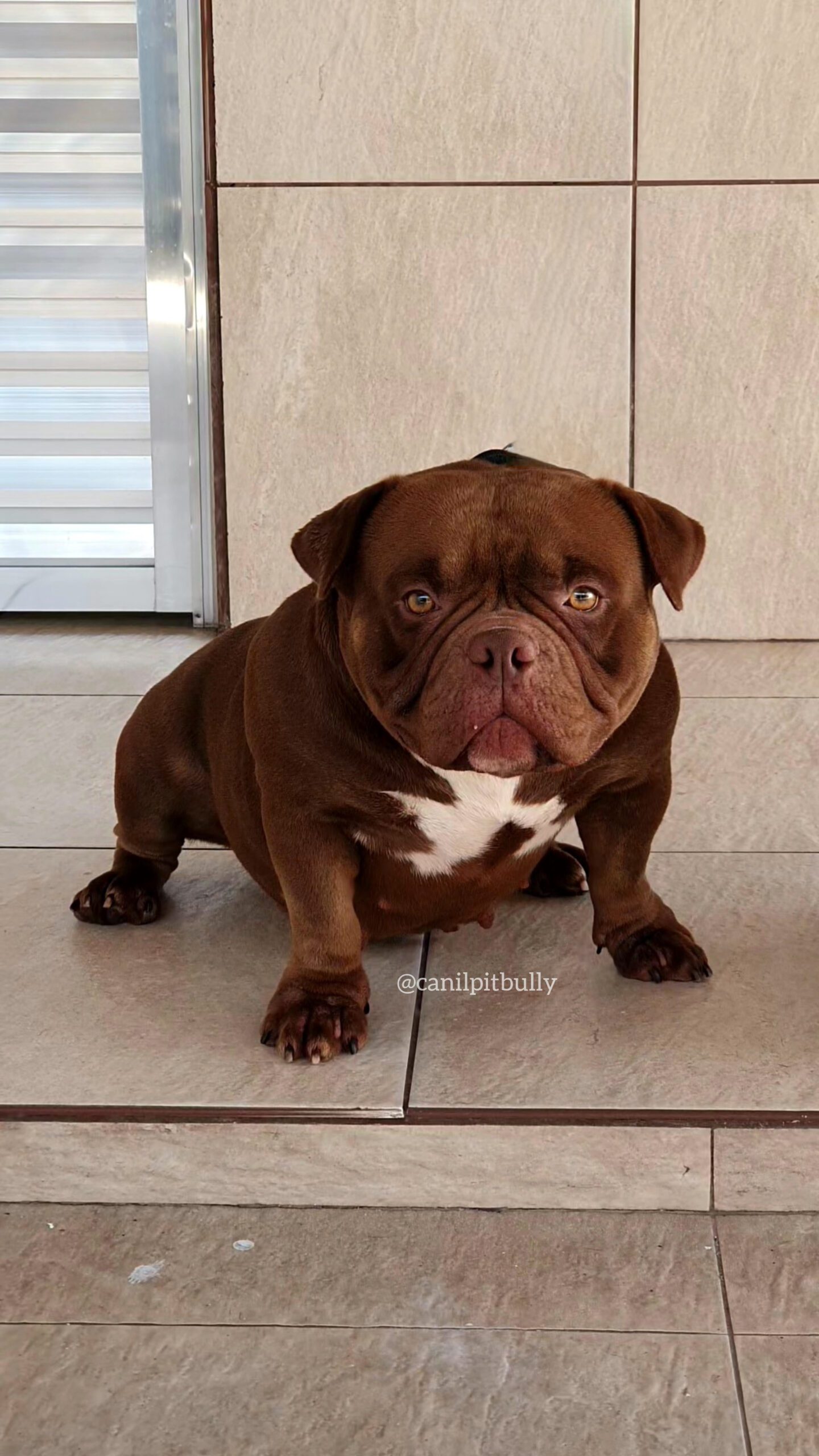 Lindt - American Bully Micro