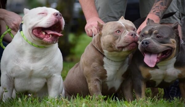 Cães American Bully