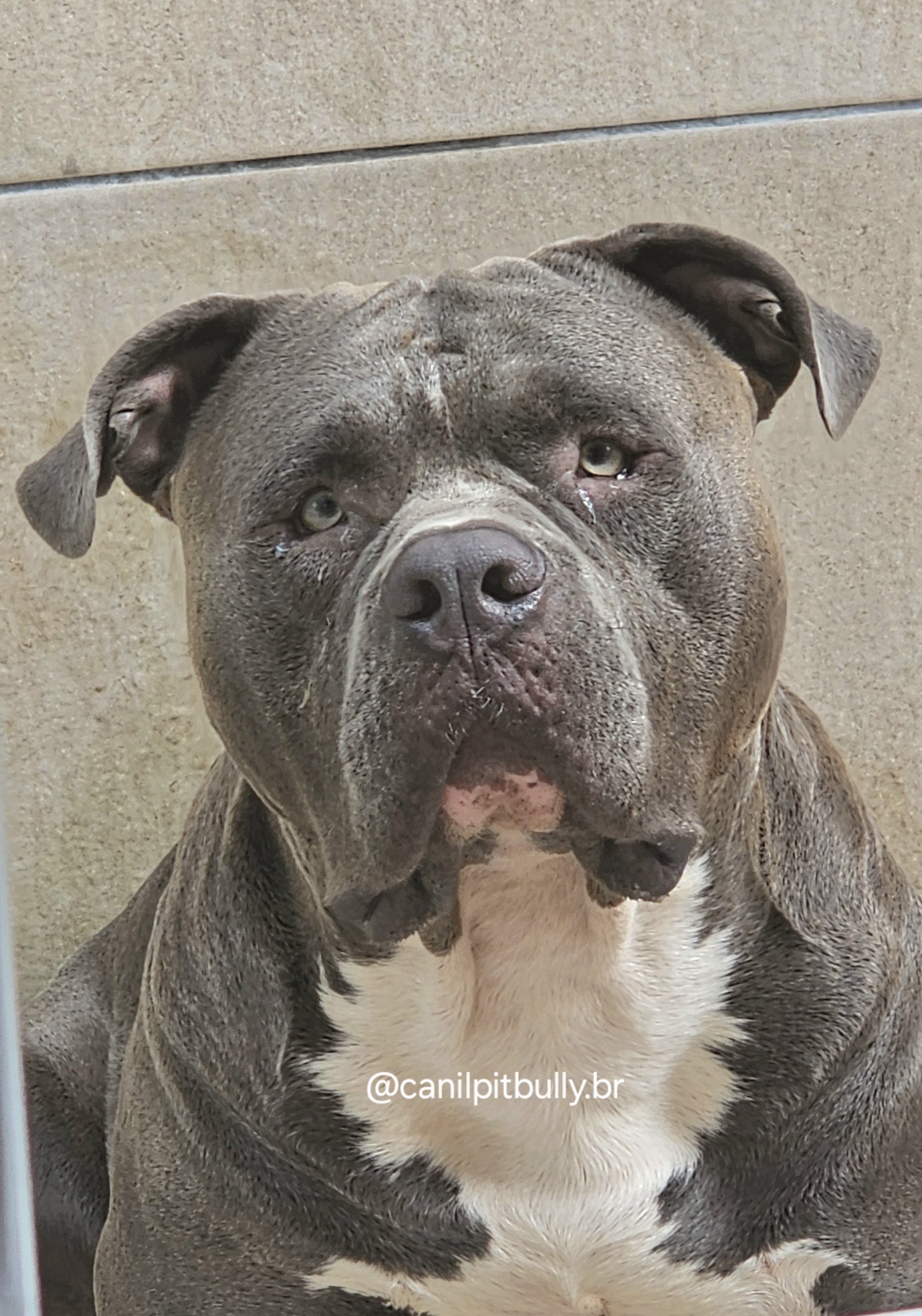 GOHAR - Padreador Pit Monter cinza bluenose