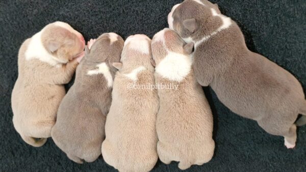 Filhote de American Bully