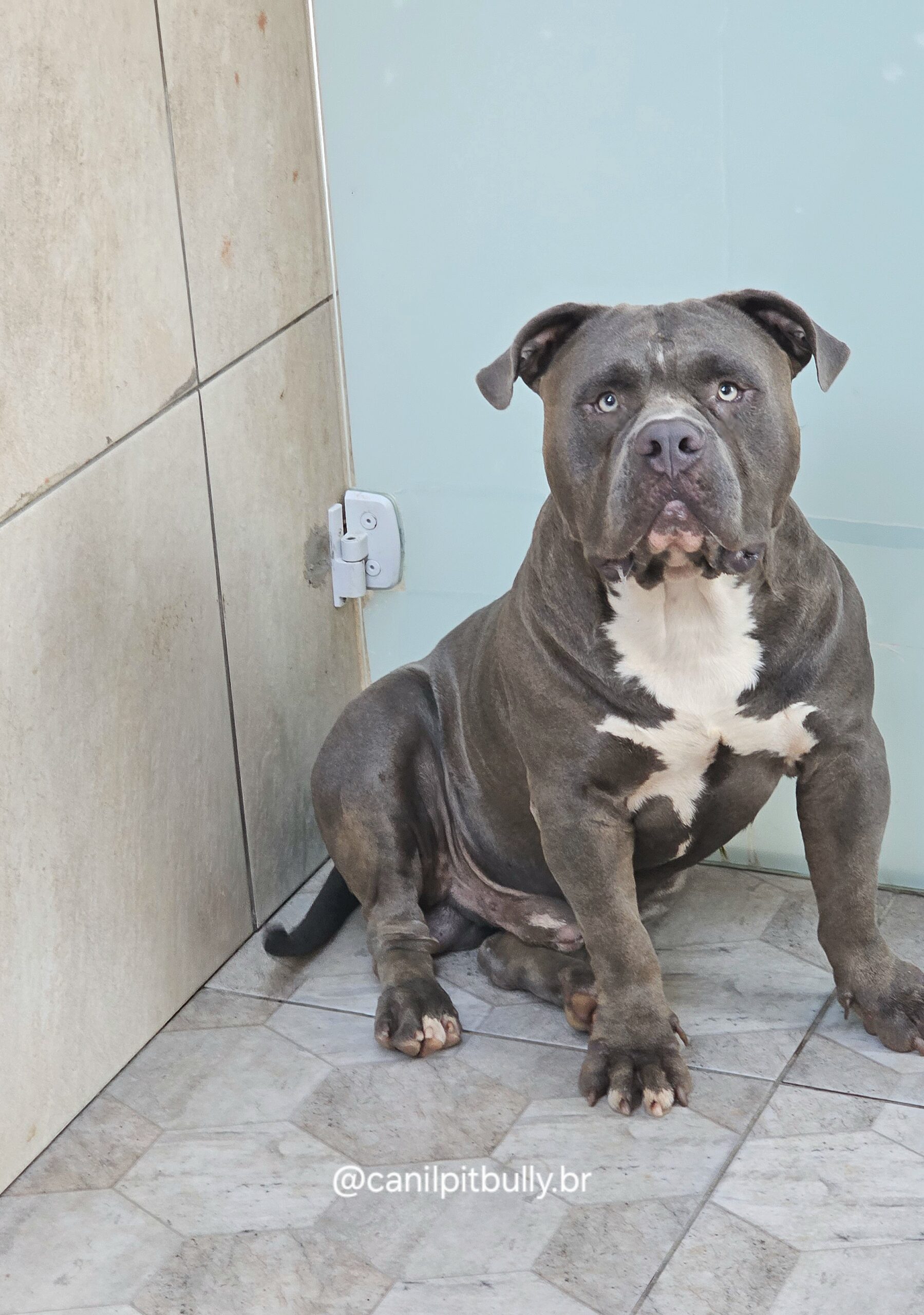 GOHAR - Padreador Pit Monter cinza bluenose