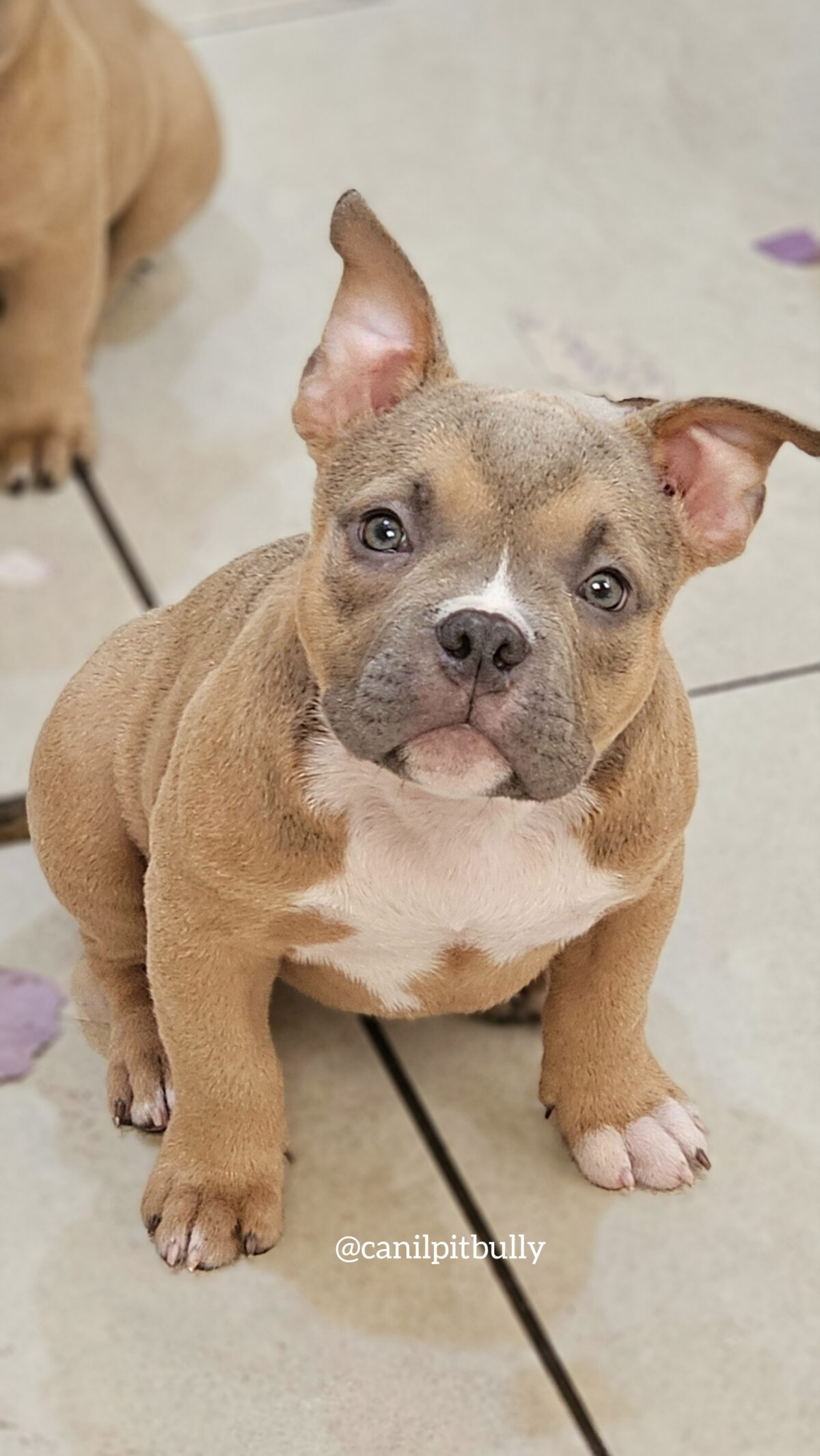 Fêmea - Caramelo - American Bully Micro Exotic