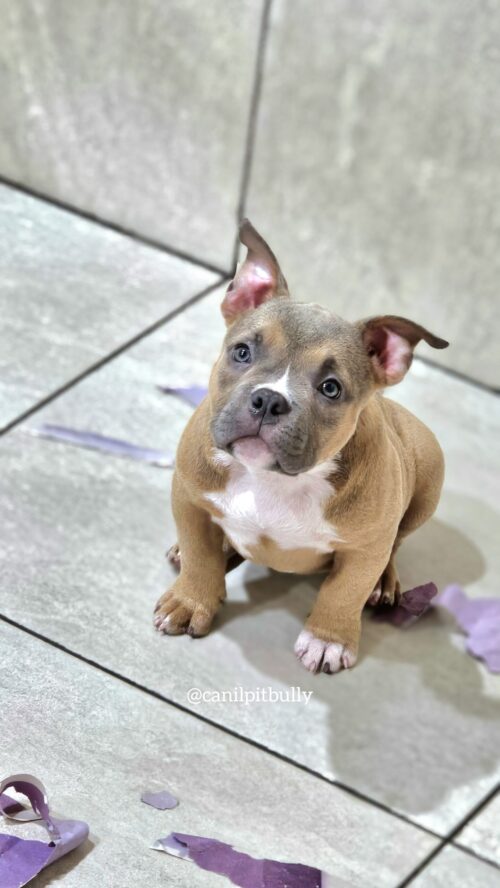 Fêmea - Caramelo - American Bully Micro Exotic