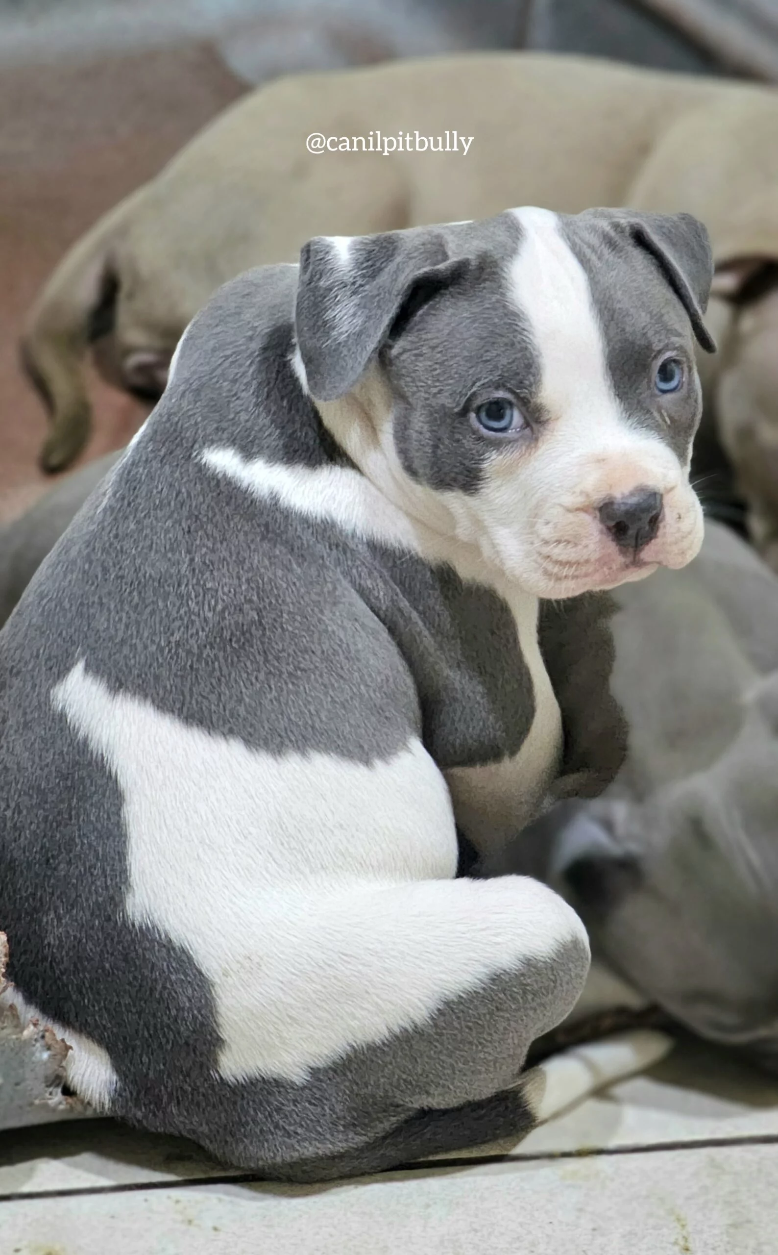 Filhotes de Pit Bull Monster - American Bully - Canil PitBully