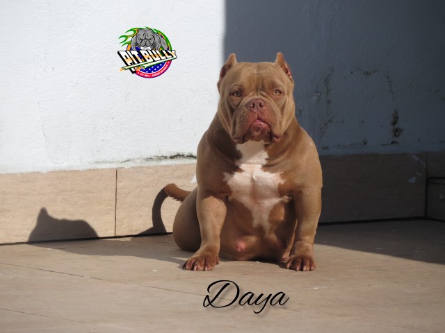 Daya - American Bully Micro