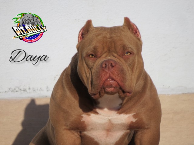 Daya - American Bully Micro