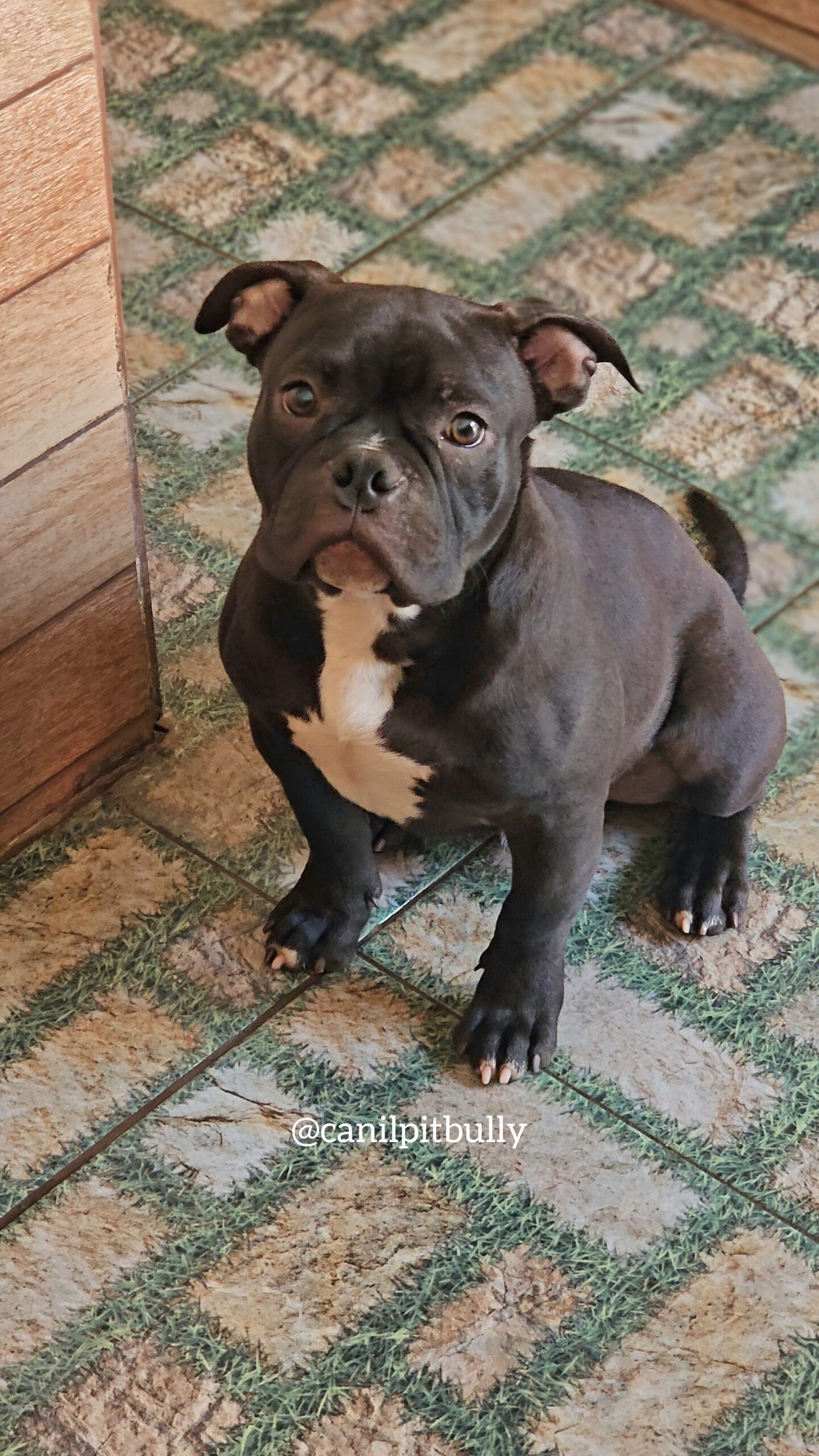 Filhotes de Pit Bull Monster - American Bully - Canil PitBully