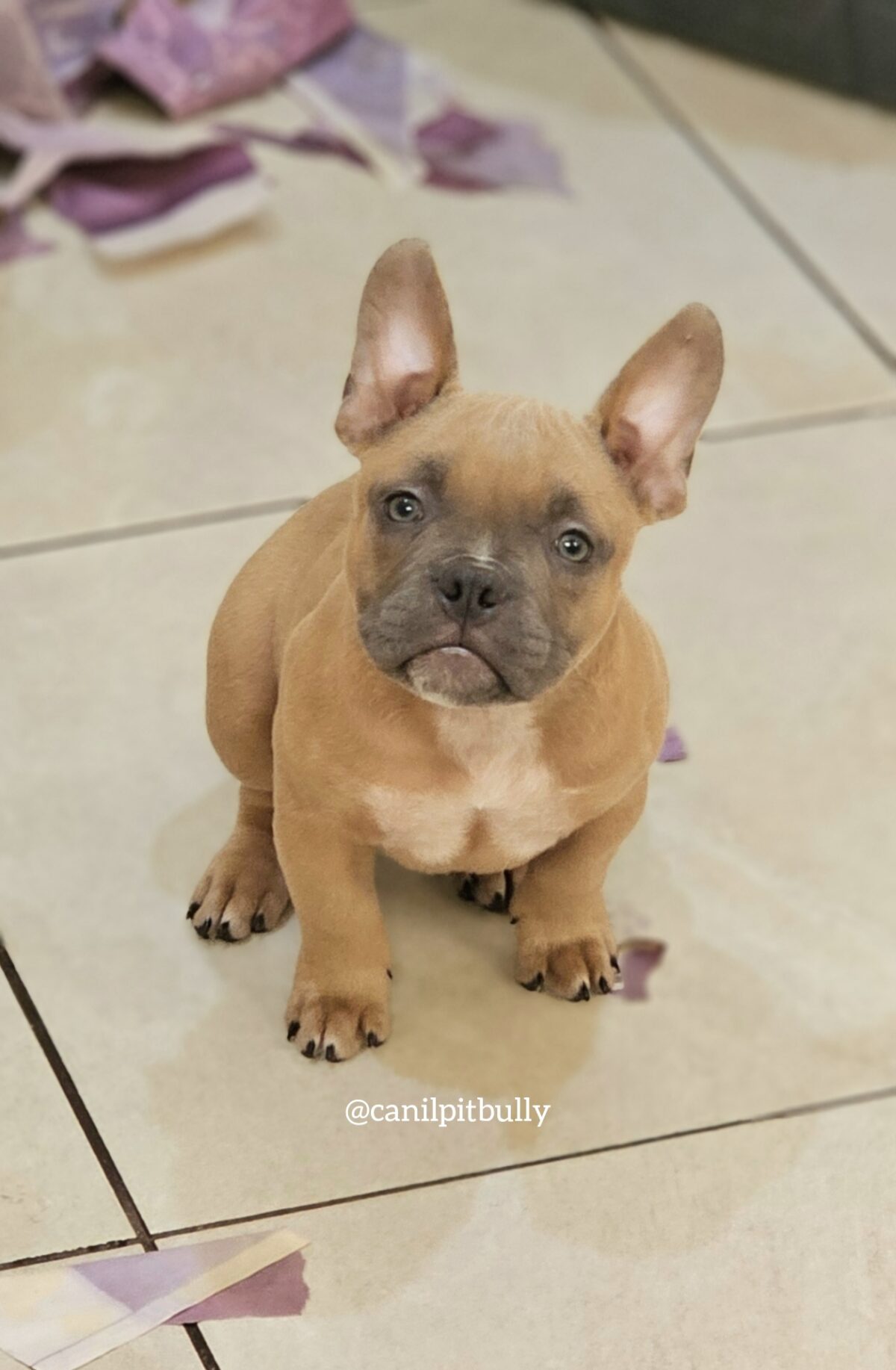 Fêmea - Caramelo 2 - American Bully Micro Exotic