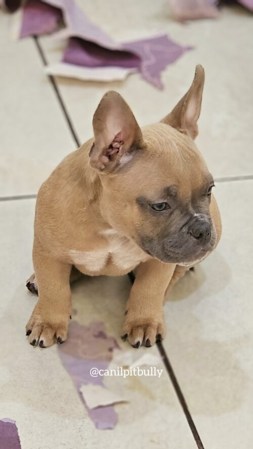 Fêmea - Caramelo 2 - American Bully Micro Exotic