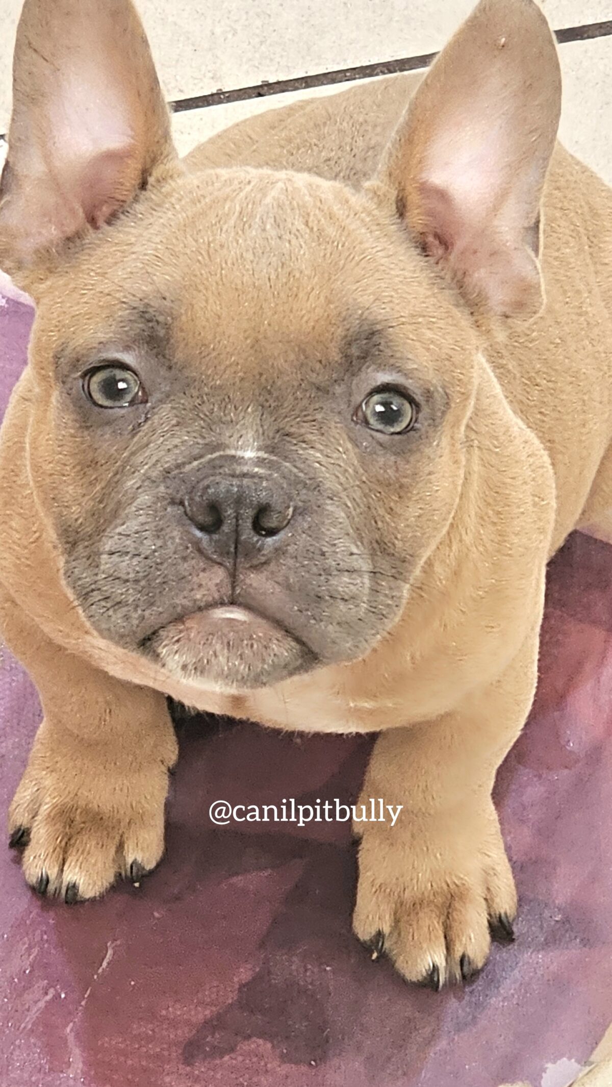 Fêmea - Caramelo 2 - American Bully Micro Exotic