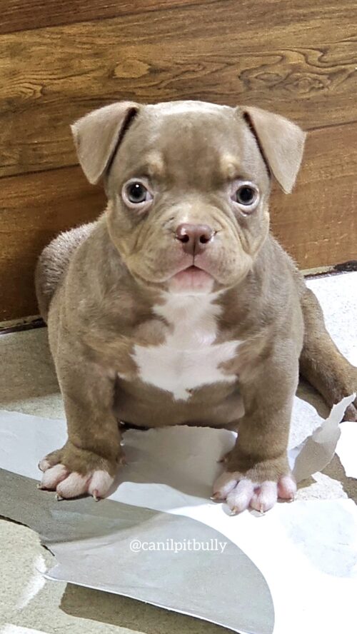 Fêmea Chocolate - American Bully