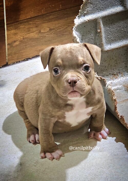 Fêmea Chocolate - American Bully