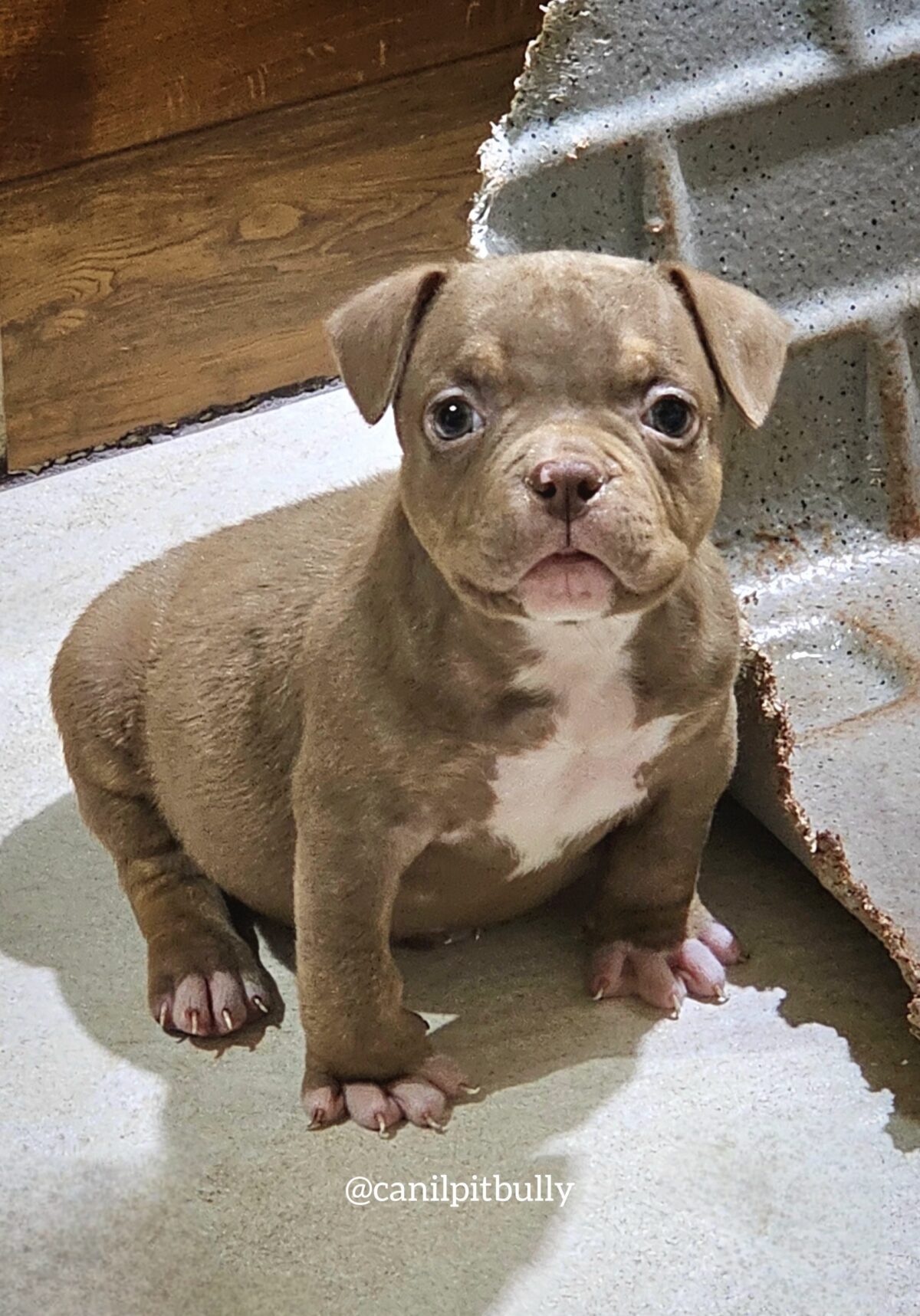 Fêmea Chocolate - American Bully