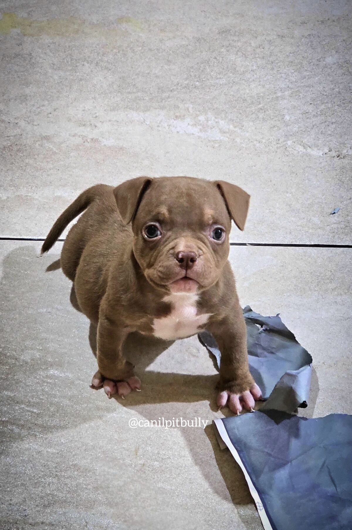 Fêmea Chocolate - American Bully