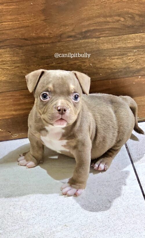 Fêmea Chocolate - American Bully