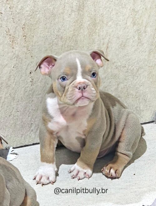 Macho Tri-Lilac - American Bully