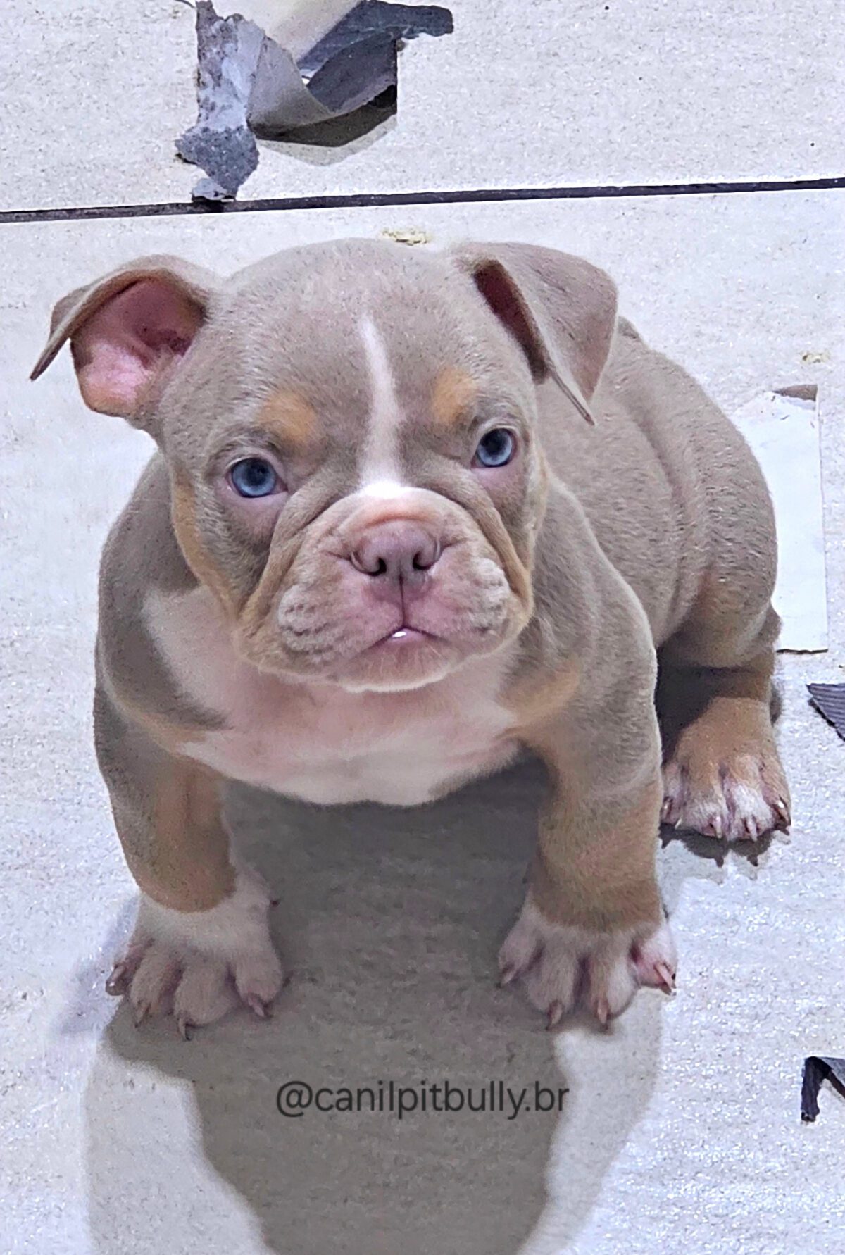 Macho Tri-Lilac - American Bully