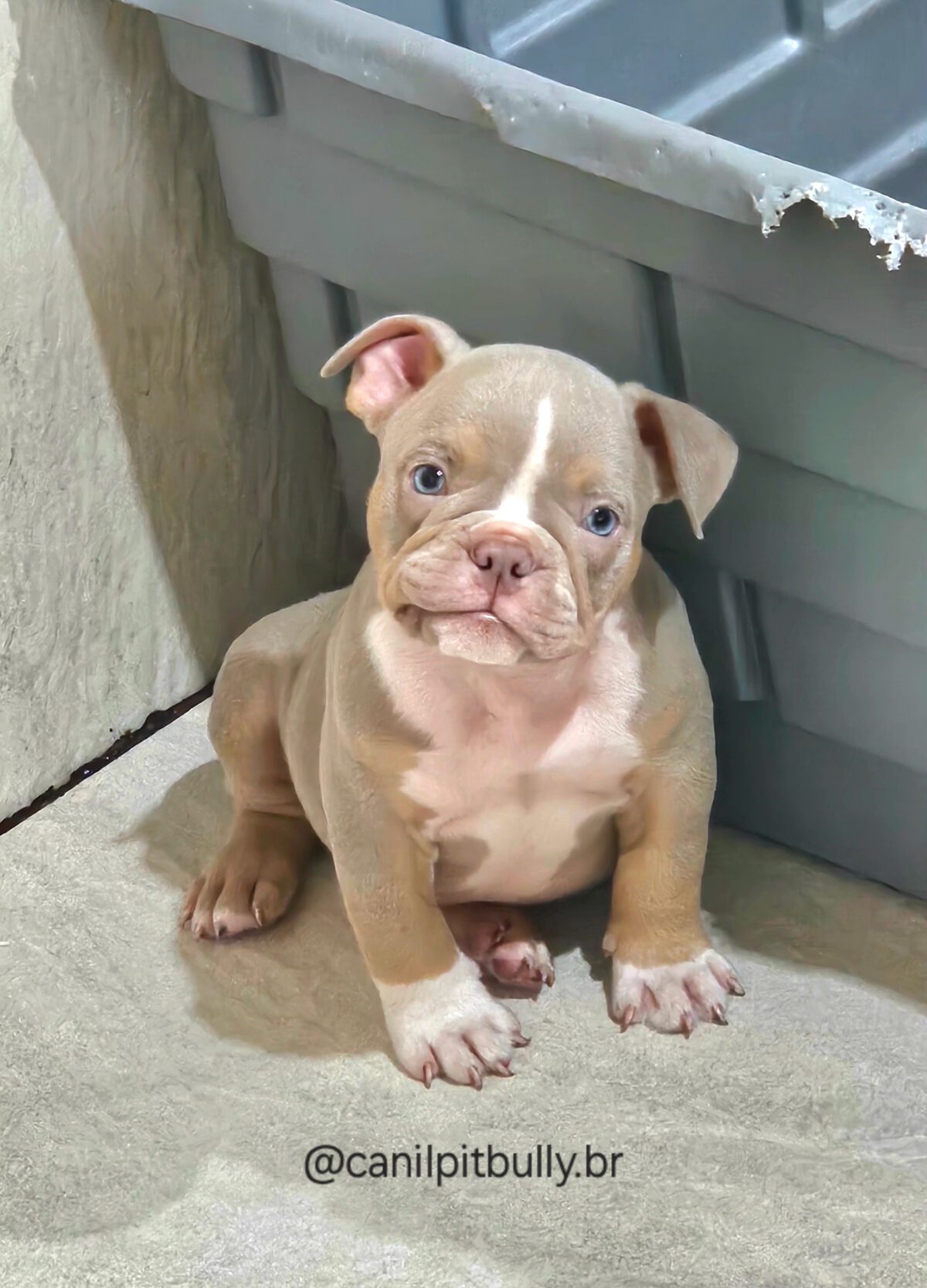 Macho Tri-Lilac - American Bully