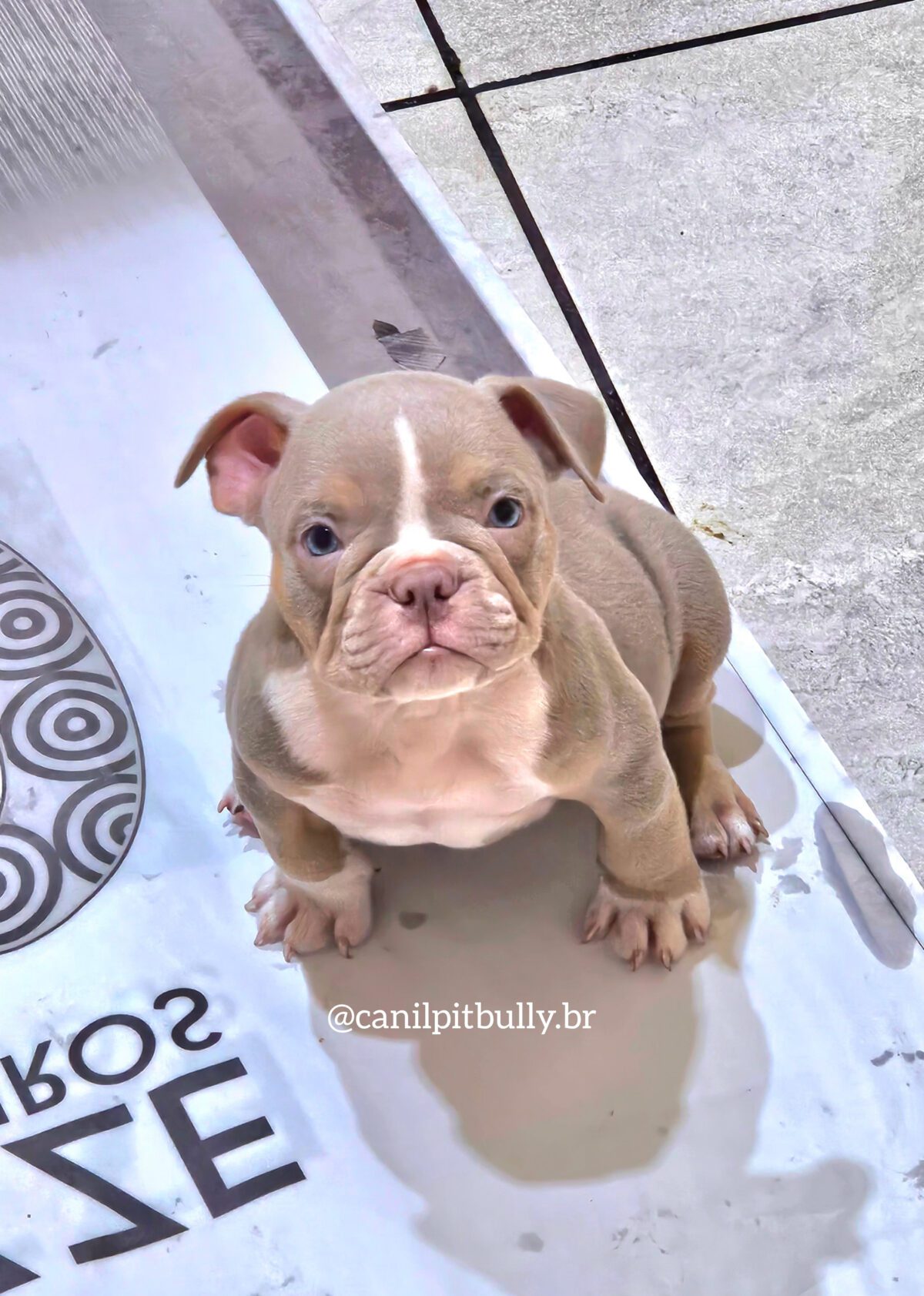 Macho Tri-Lilac - American Bully