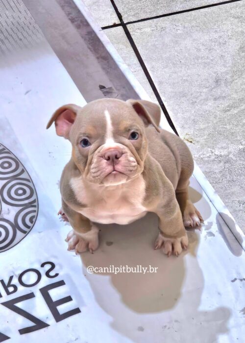 Macho Tri-Lilac - American Bully