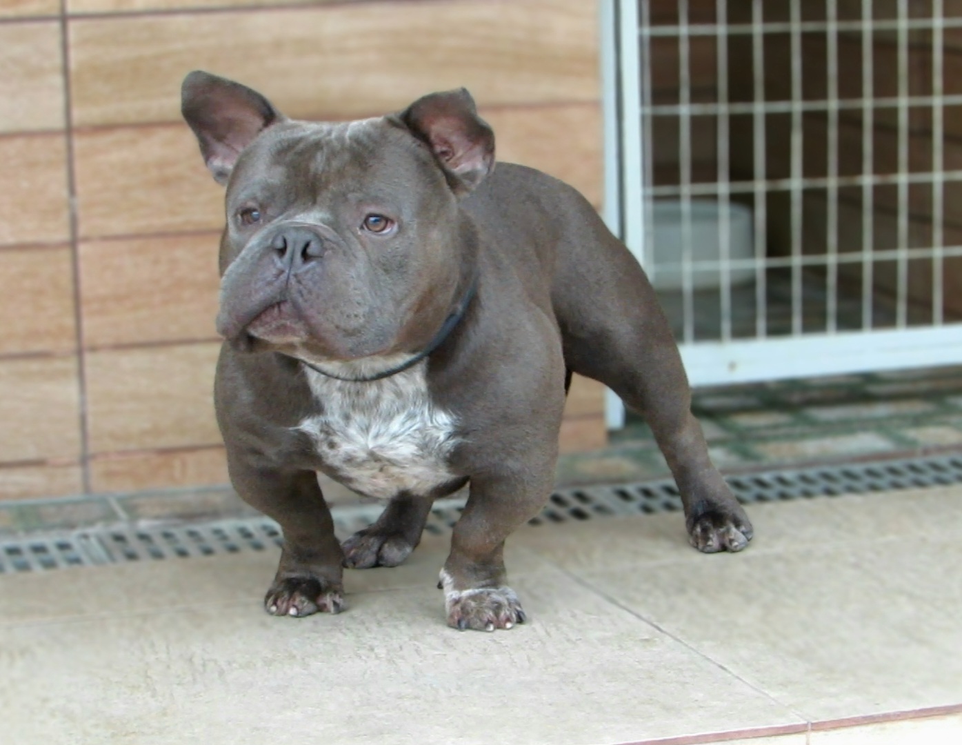 Raymond - American Bully Micro Exotic