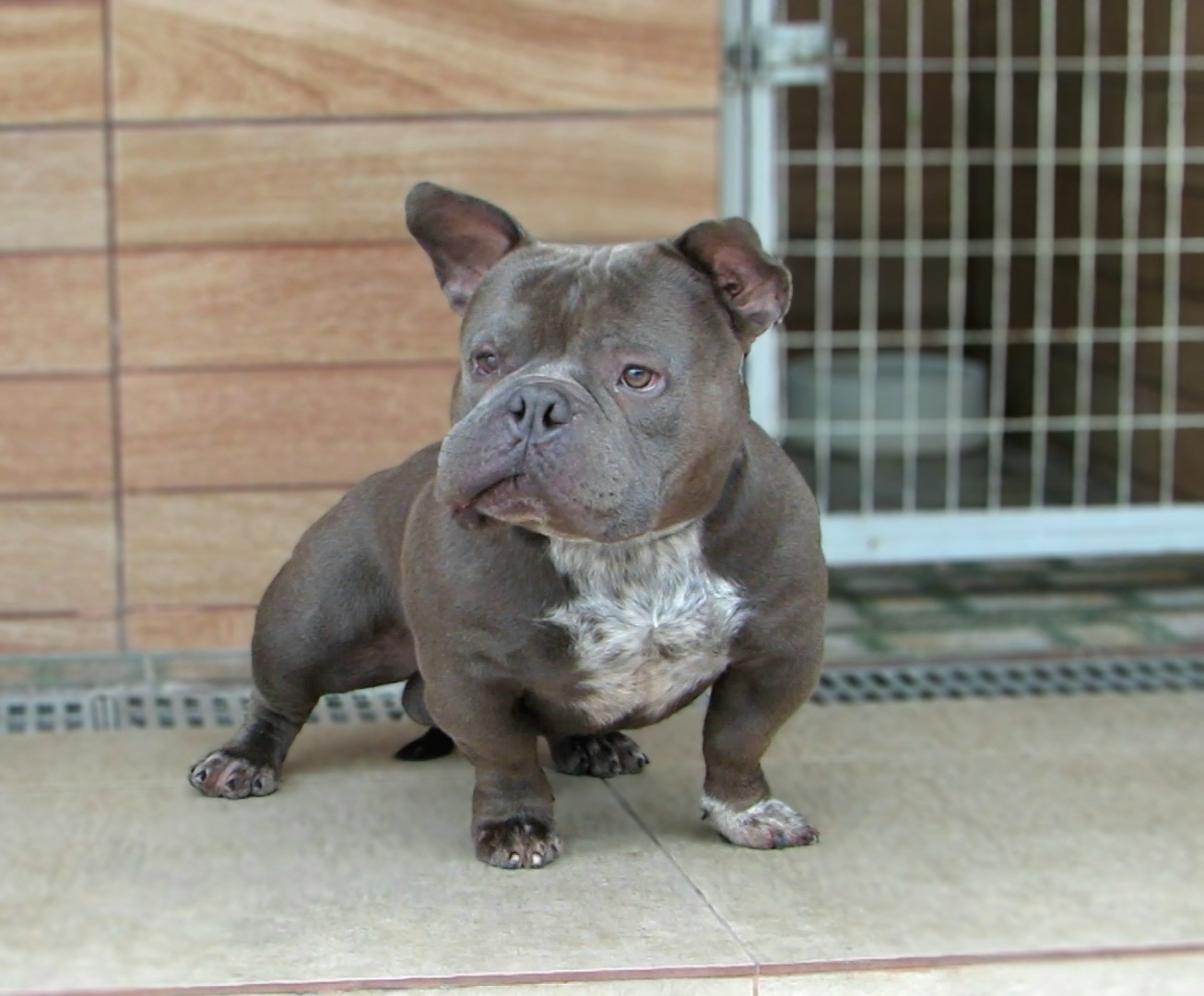 Raymond - American Bully Micro Exotic