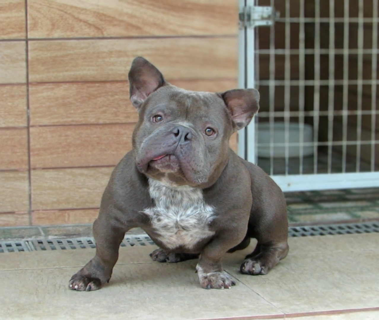 Raymond - American Bully Micro Exotic