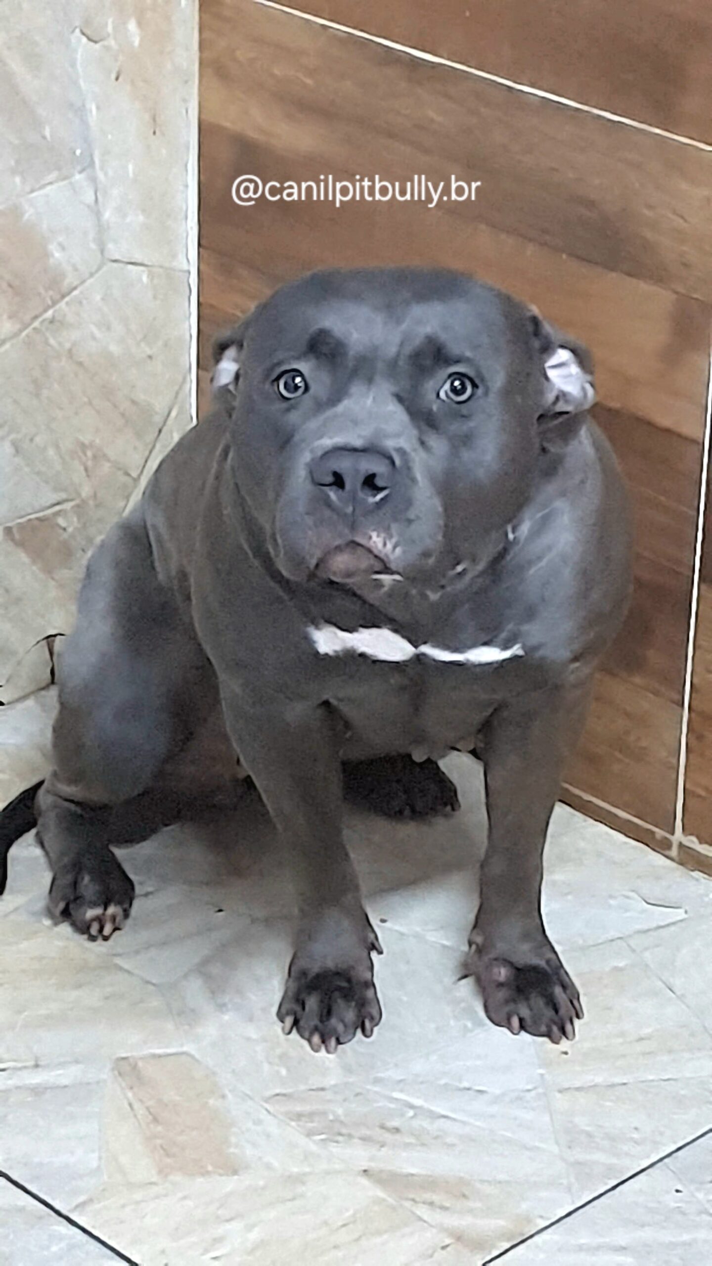 Aisha - Pit Monster - Blue - Cinza