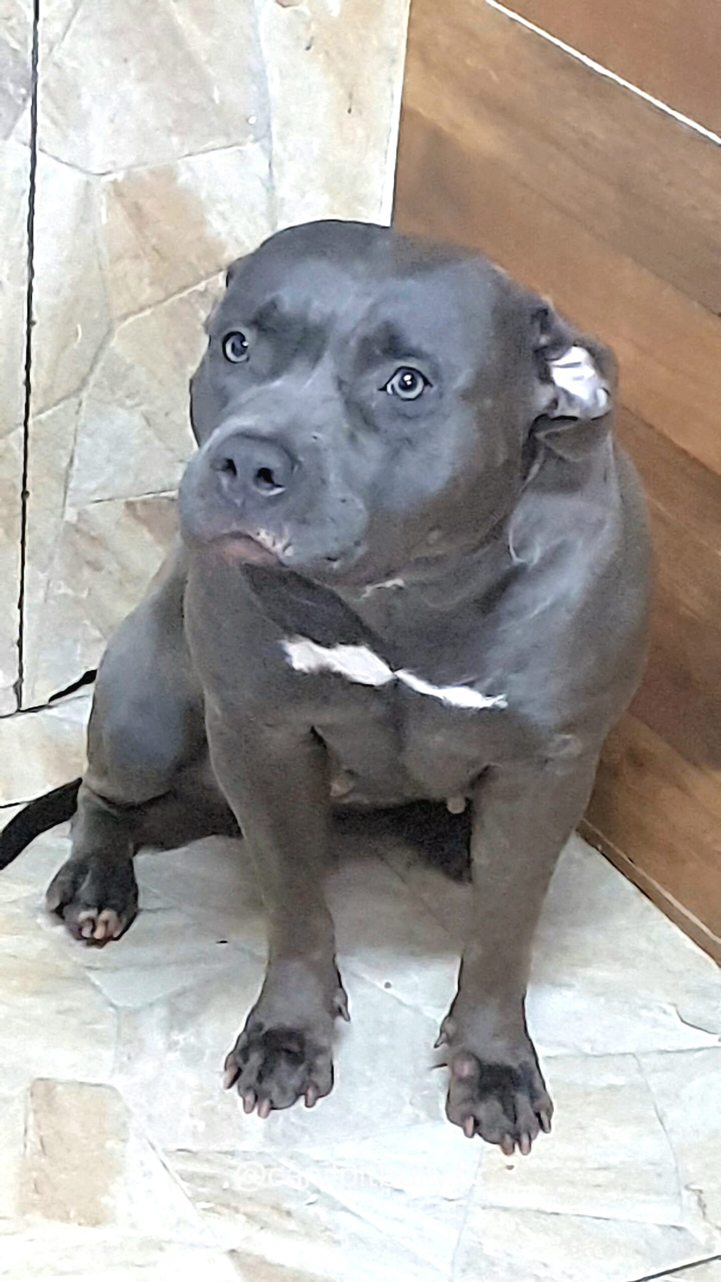 Aisha - Pit Monster - Blue - Cinza