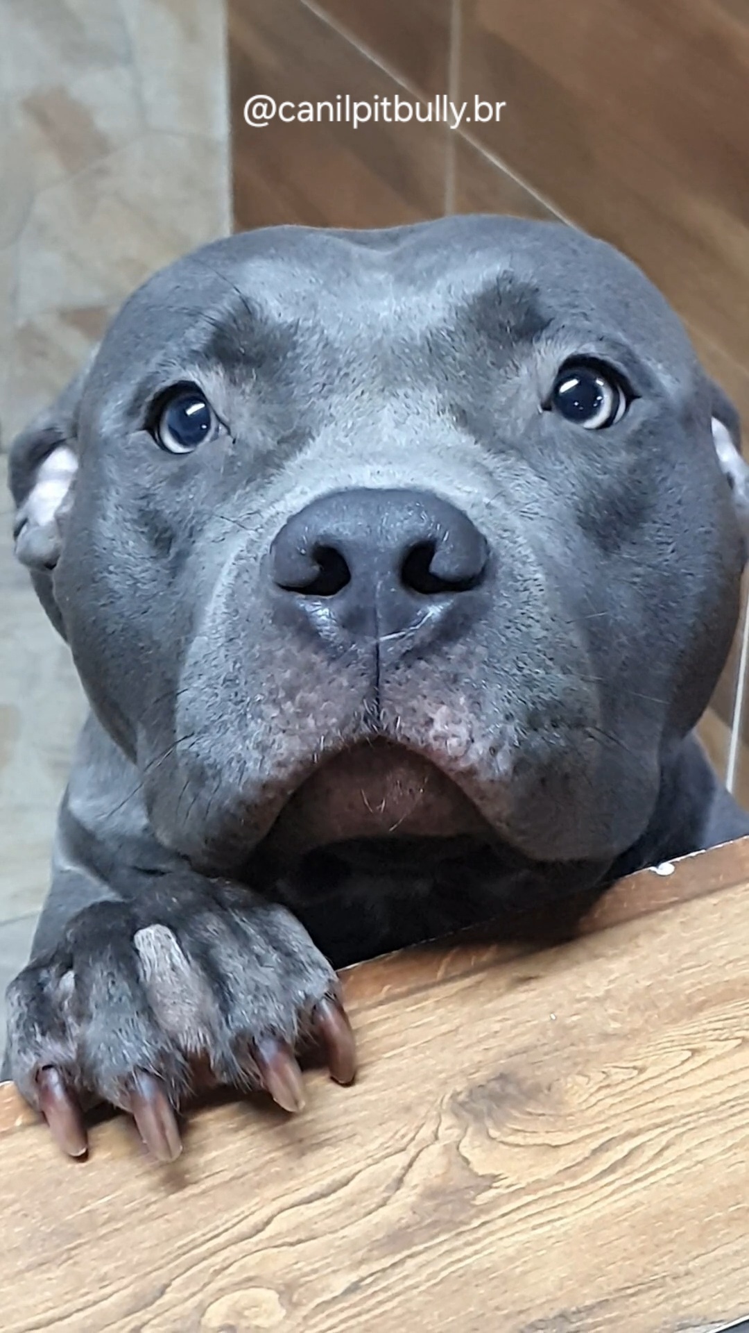 Aisha - Pit Monster - Blue - Cinza