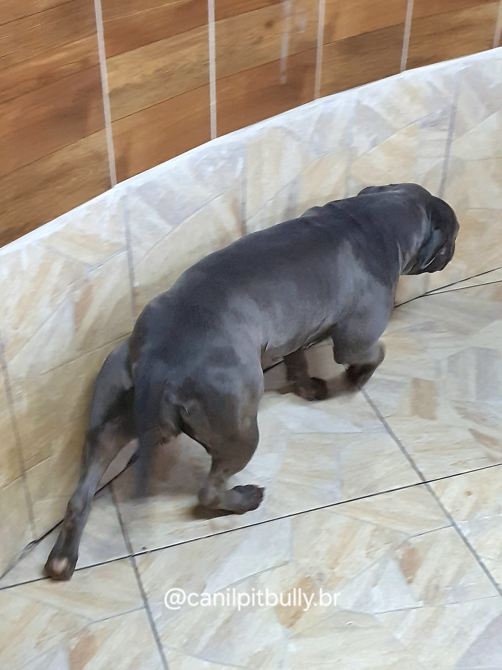 Aisha - Pit Monster - Blue - Cinza