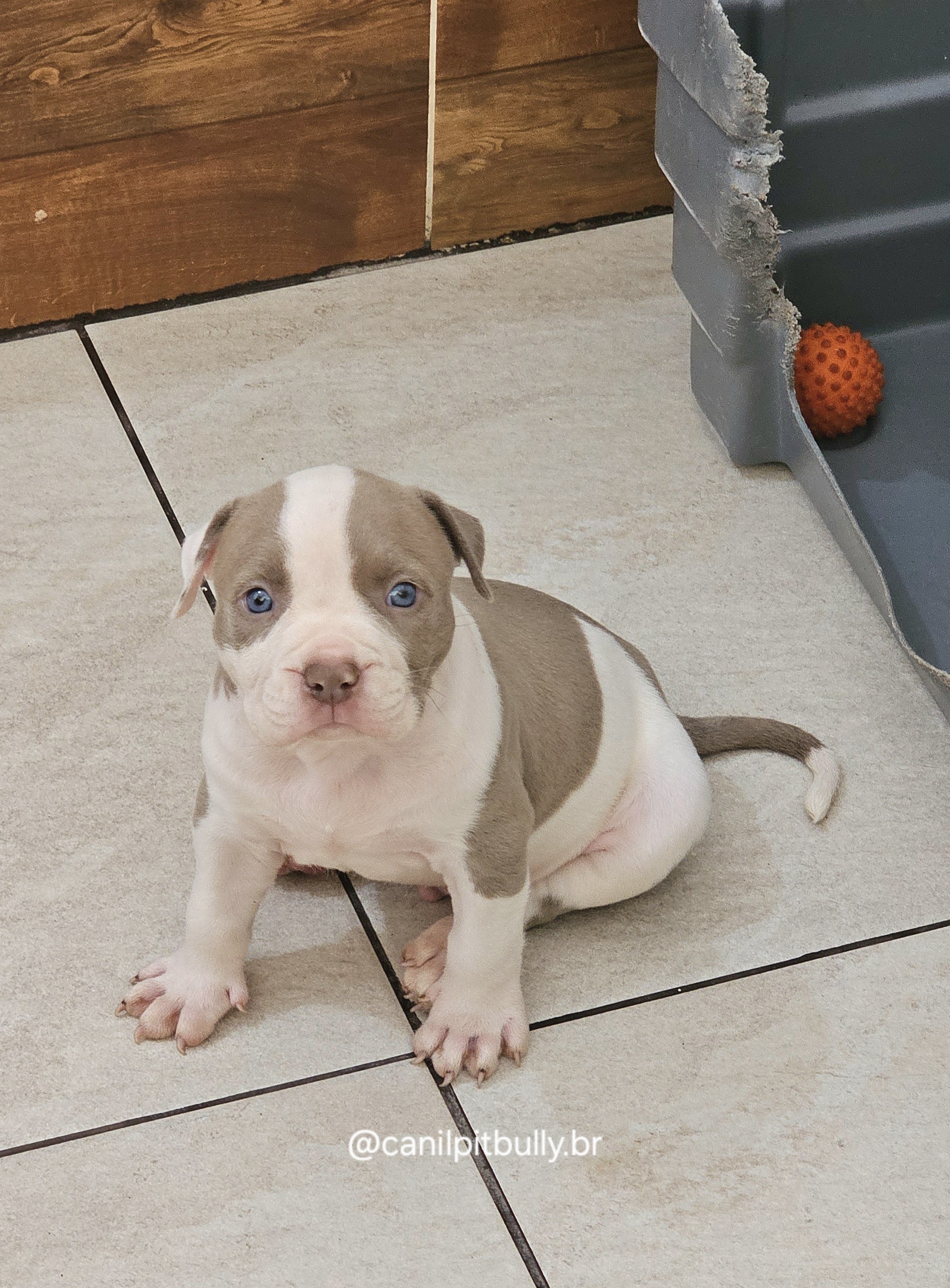 Filhotes De Pit Bull Monster E American Bully Canil PITBULLY filhotes-de-pit-bull-monster-e-american-bully-canil-pitbully