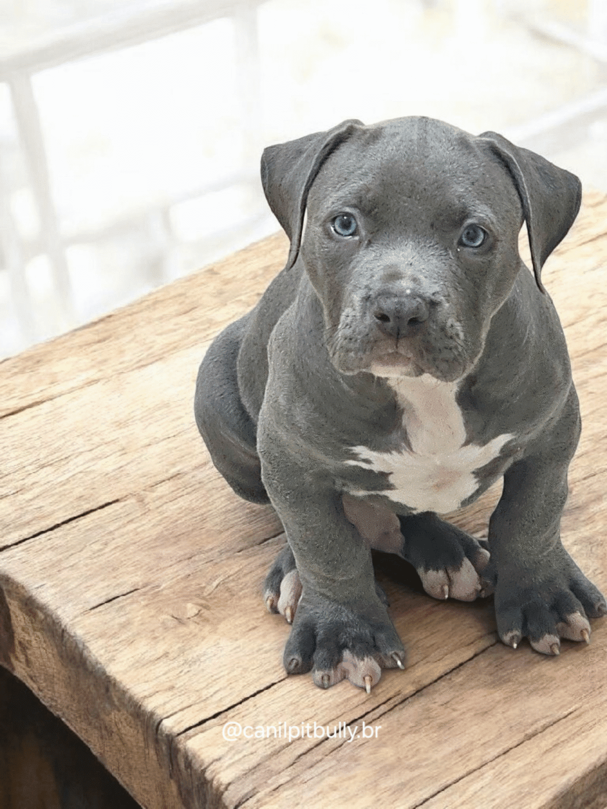 Filhote de Pit Monster Macho Blue Cinza