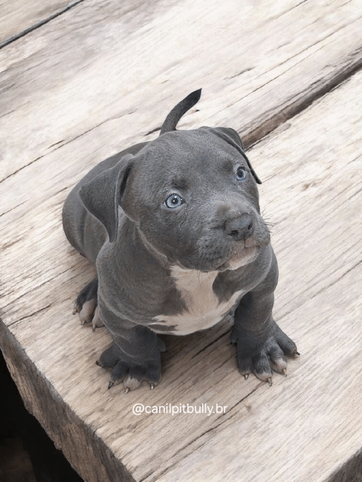 Filhote de Pit Monster Macho Blue Cinza