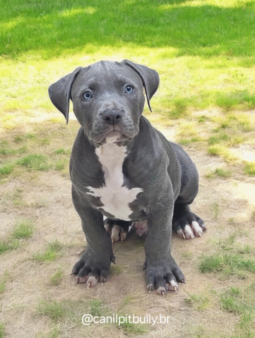 Filhote de Pit Monster Macho Blue Cinza