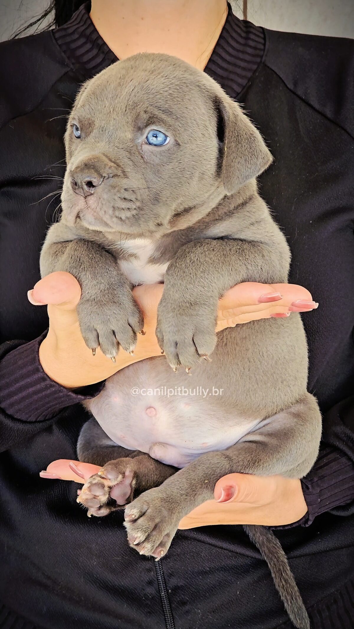 Pit Monster Macho Blue Cinza