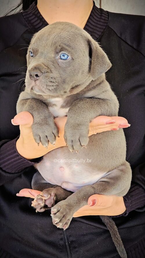 Pit Monster Macho Blue Cinza