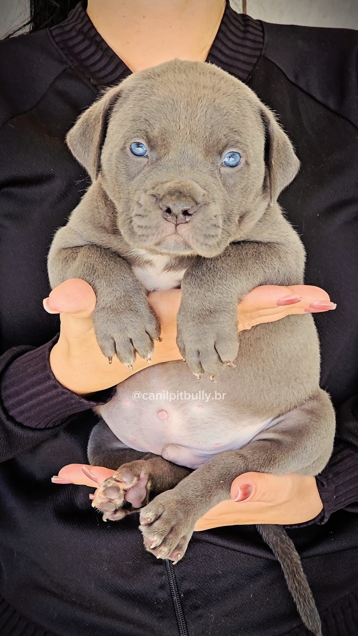 Pit Monster Macho Blue Cinza