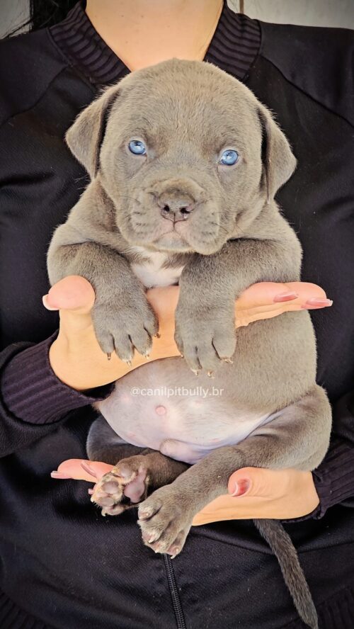 Pit Monster Macho Blue Cinza