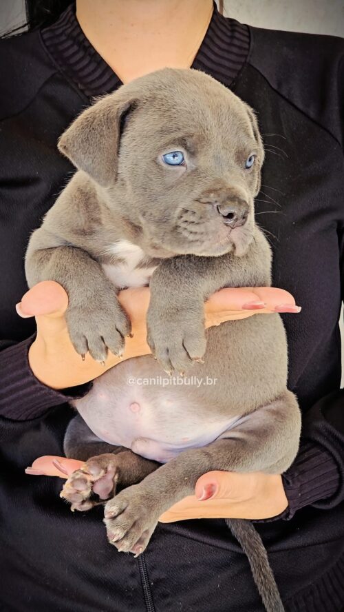 Pit Monster Macho Blue Cinza