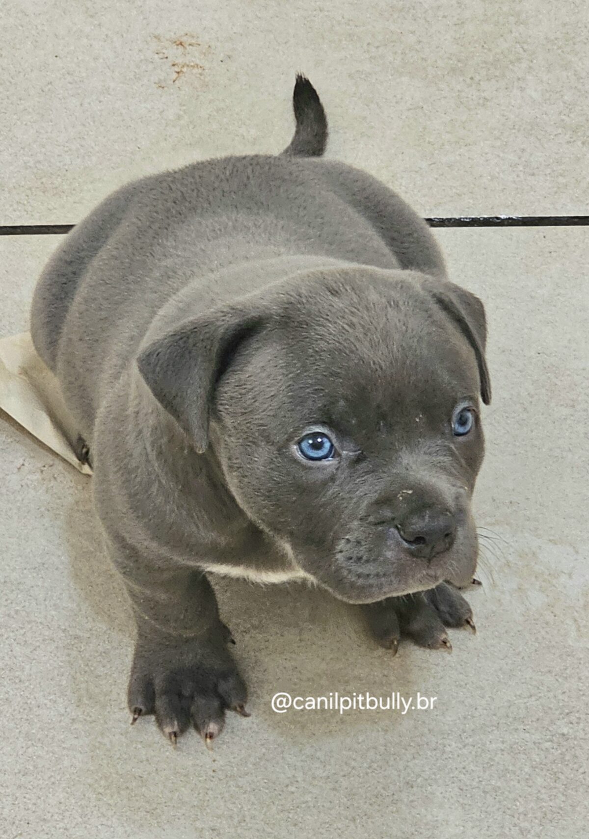 Pit Monster Macho Blue Cinza