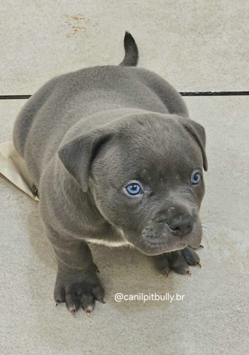 Pit Monster Macho Blue Cinza