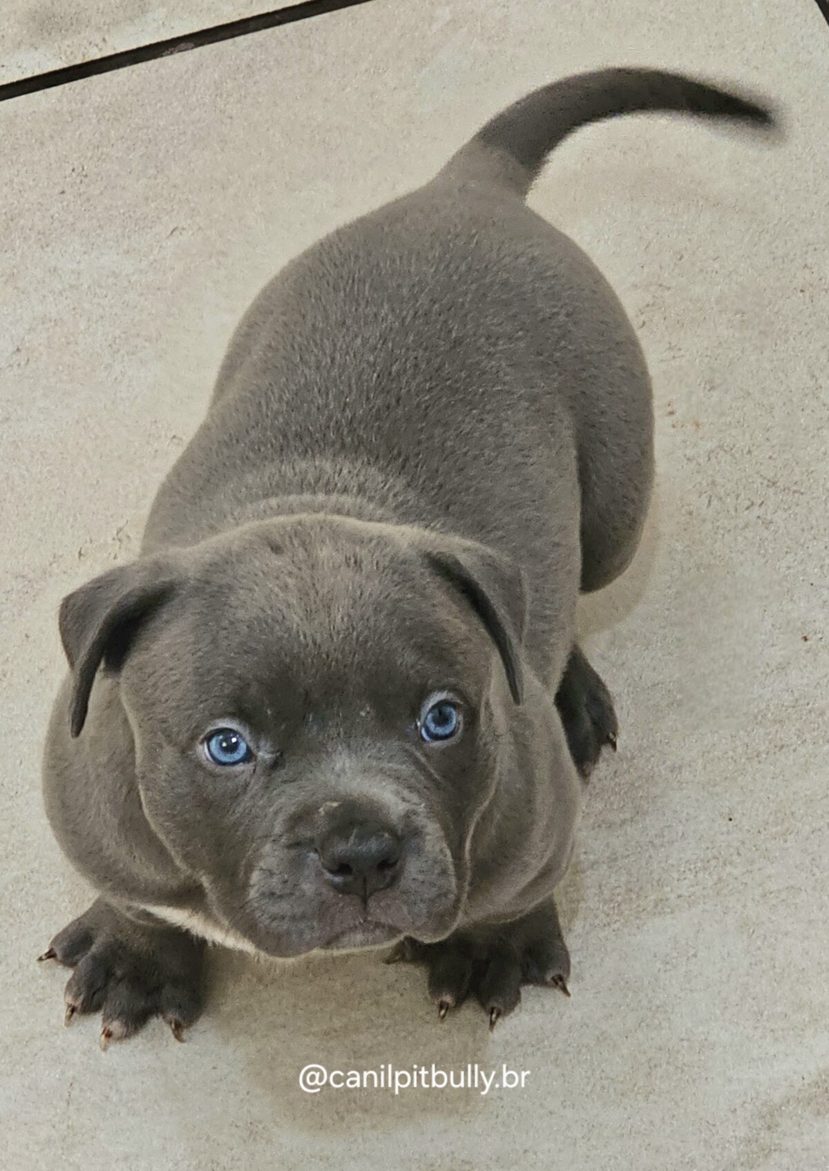 Pit Monster Macho Blue Cinza