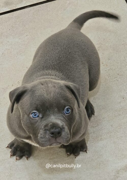 Pit Monster Macho Blue Cinza