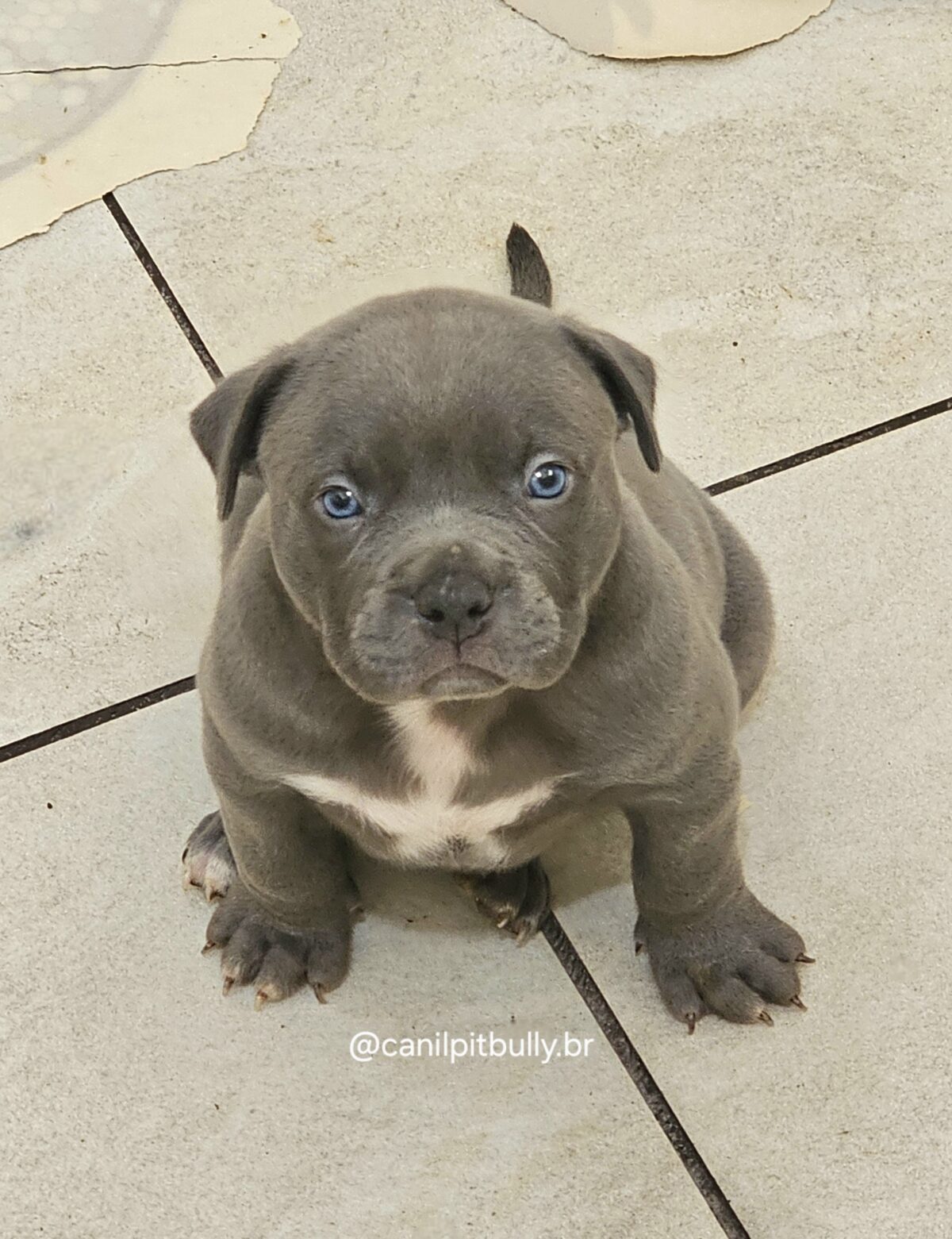 Pit Monster Macho Blue Cinza