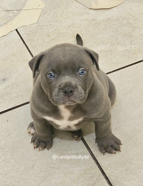 Pit Monster Macho Blue Cinza