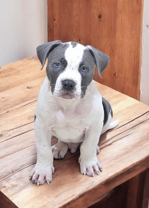 Filhote de Pit Monster Macho Mascarado Branco e Cinza