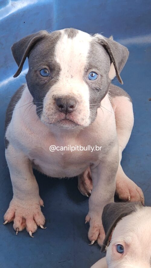 Macho branco e cinza com mascara