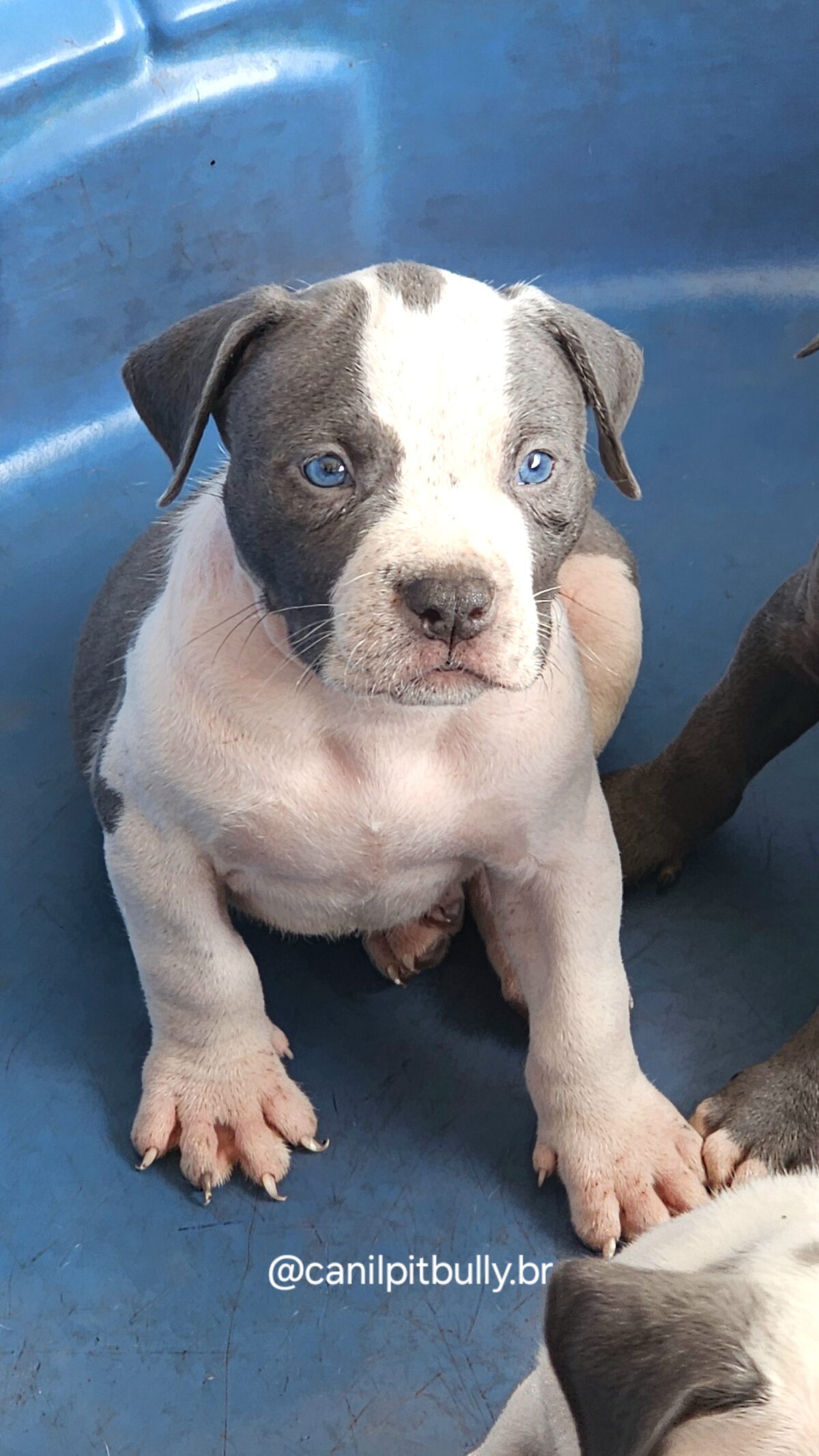 Macho branco e cinza com mascara