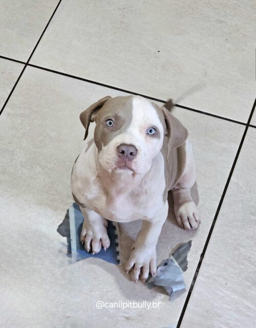 Macho pirata Lilac e branco